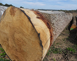 Traitement des bois acide oxalique MIEUXA : la boîte de 600g à Prix  Carrefour
